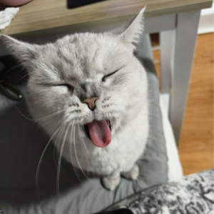 12.我的三只猫，培养出了养宠大师也送来了这份人间清醒指南