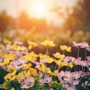 2024年5-8月｜Part 3 你的城市最近种植的新植物？