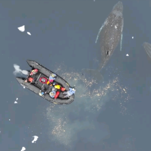 BBC Newsround｜气候变化对鲸鱼的影响