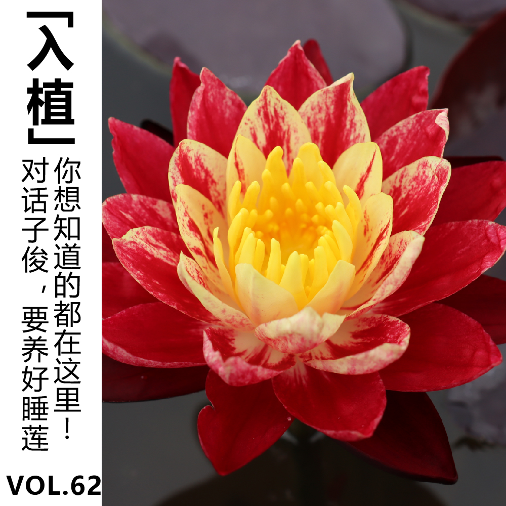 cover of episode Vol.62【入植】对话子俊: 要养好睡莲，你想知道的都在这里！