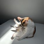 九月少女金色心