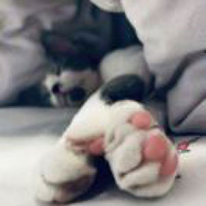 萌琪琪的个人播客