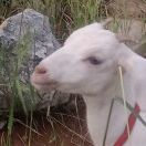 杯中的水是光辉的