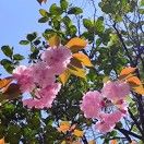 SCC暖春