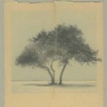 冬青園裡的狐狸