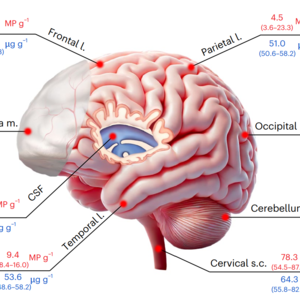 Your Brain Is Marinating In Plastic