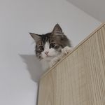 蕉蕉蕉-