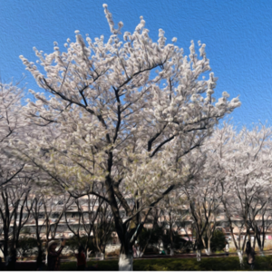 早春江南,樱花公园里的声音...