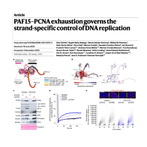 524-PAF15调控滞后链PCNA稳定性的分子机制