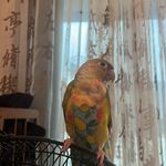 Hugo_花椒与生蚝
