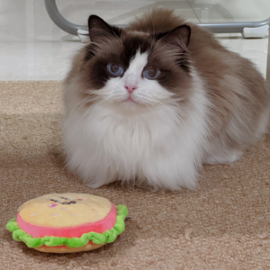 03-在40℃的夏天快速吃上美味饭菜