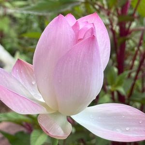 podcaster-avatar