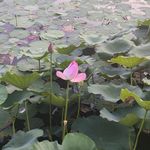 陈筱明
