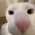 lilballoffur