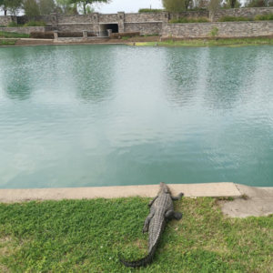 022 - 和每天新增万例的德州老同学聊聊疫情