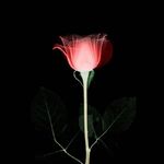 梦里荒芜丶