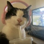 贝克猫