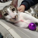 东方短毛猫子