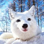 青丘至尊宝