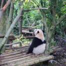 江湖人称小火车