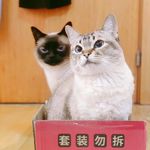Akikikiki