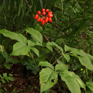 博物故事会：一棵小草改变的地缘格局