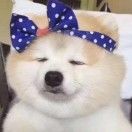 蒙塔基钢蛋儿