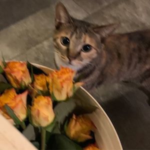 摇摆月亮