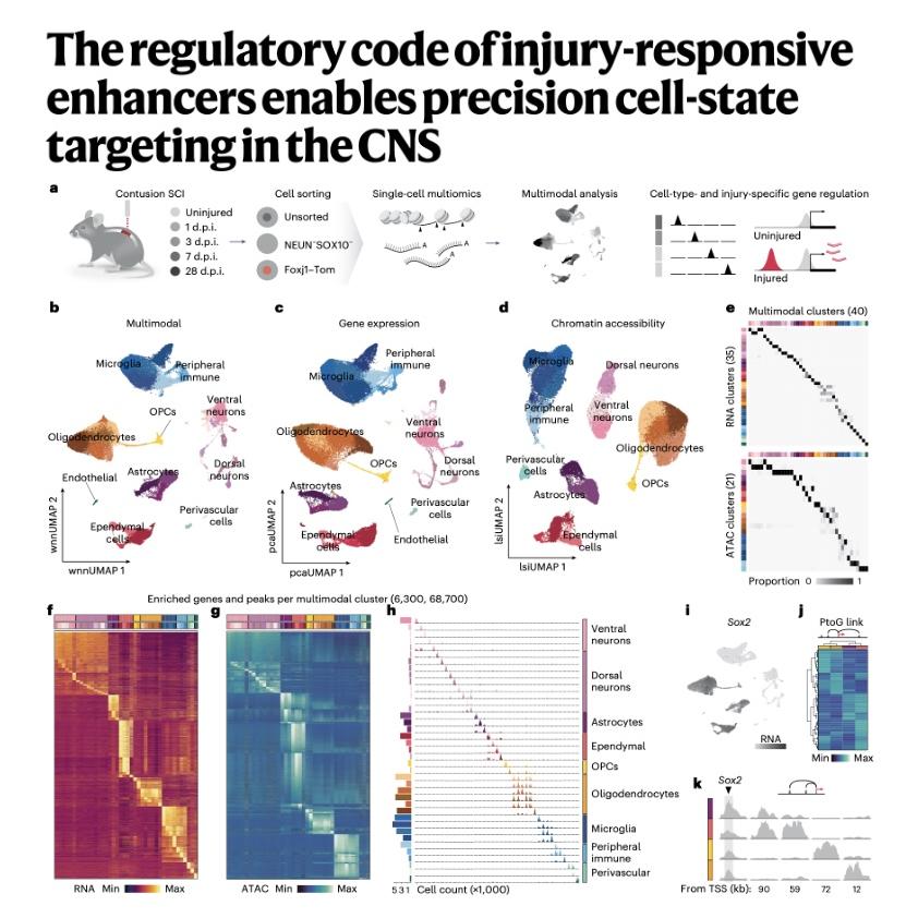 945-Decoding CNS Injury-Responsive Enhancers episode artwork