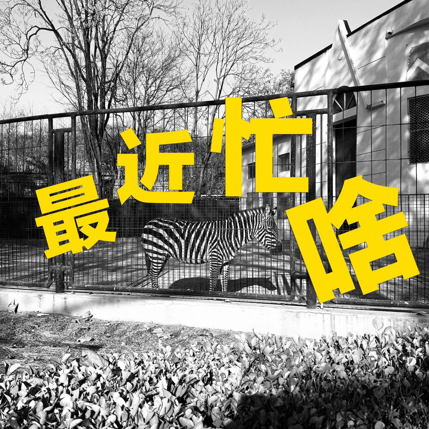 最近忙啥 cover art