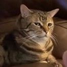 师折殇准备打烊