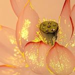汤圆君君