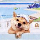 Listen_汀