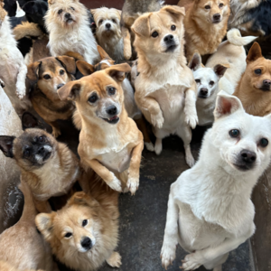 💬另一种声音 010｜对谈救助流浪动物公益人胖胖：我能活着，我就尽力让他们活着！