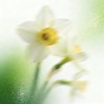 风中摇曳的Daffodi