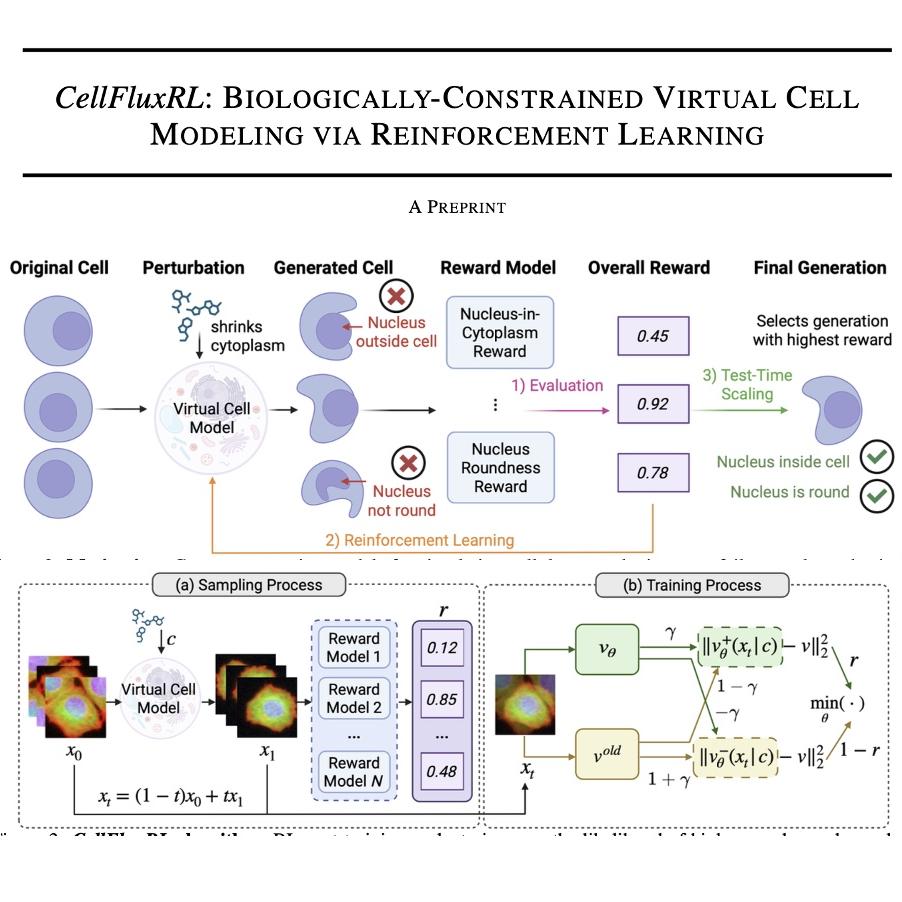 926-CellFluxRL: Virtual Cell Modeling episode artwork