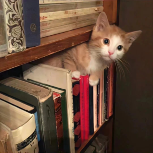 Vol 12 在断更的日子里，我们一直在好好生活