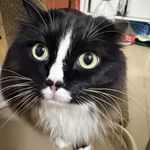 除了我都是猪_