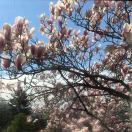 芳香小路