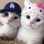 尼古比古还没睡