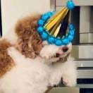 ki_K9iz
