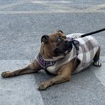 粉红恶犬