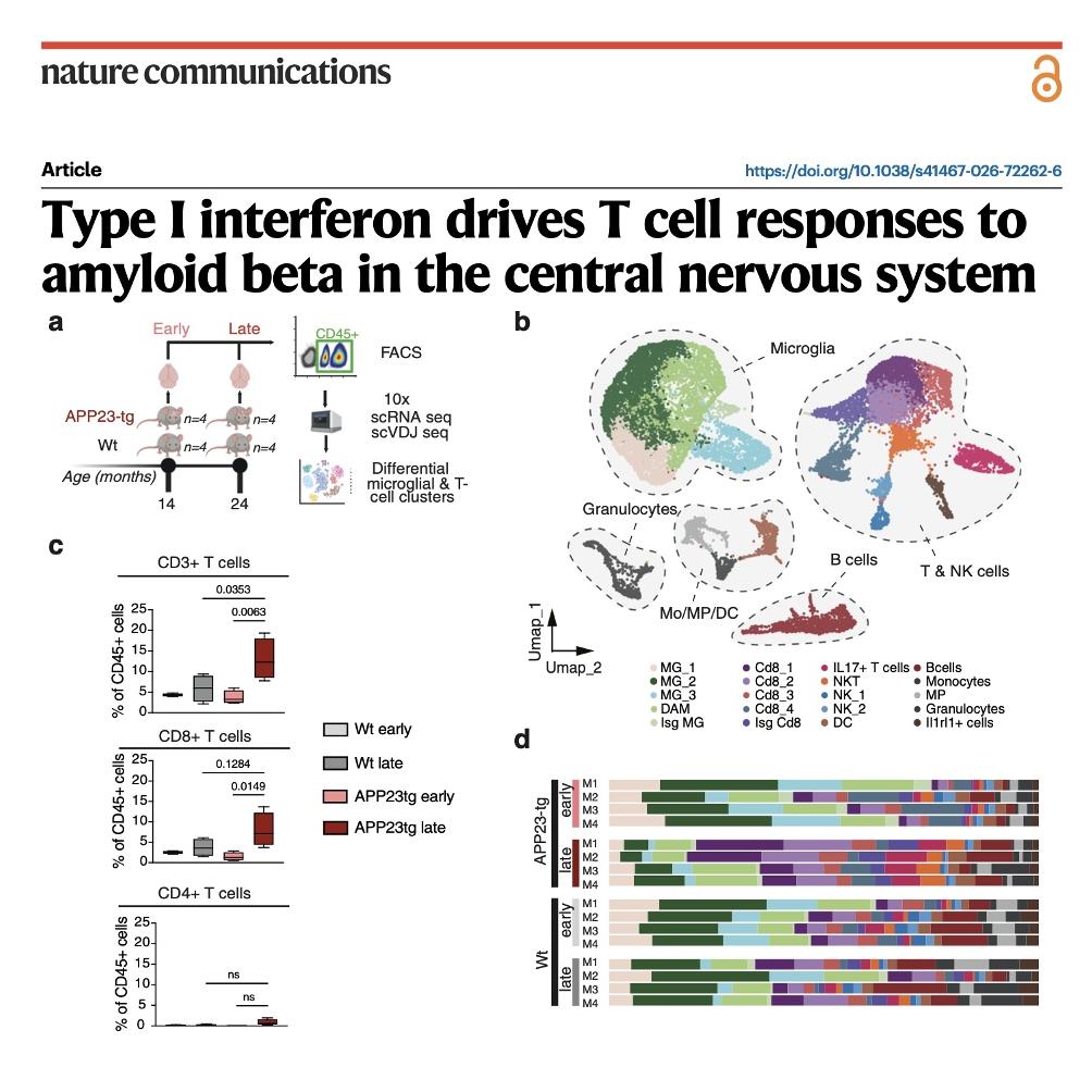 1154-Type I interferon in amyloid beta in nervous system episode artwork