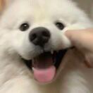 絕代天驕螺絲椒大廚