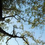 Seattle宇宙有回音