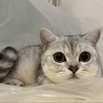 科波菲尔哼