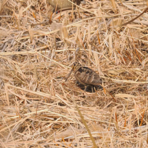 E5.🦆青岛观鸟吃饭两不误：一切服务于排骨米饭鸭！