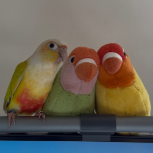 孵化爱好者🐣从蛋到鸟居然有那么多学问😲！