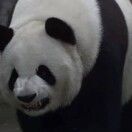 是旦不是蛋