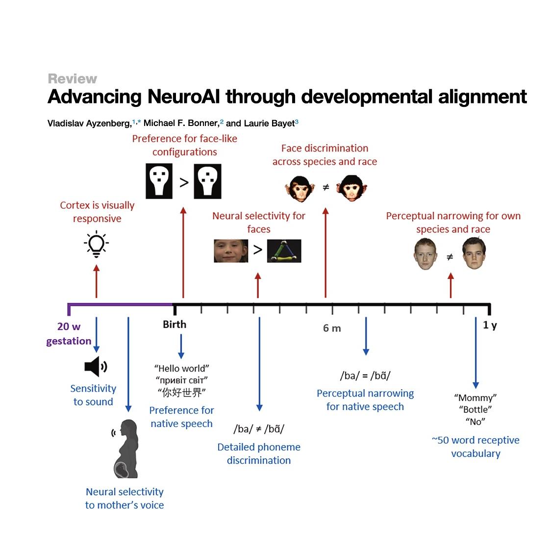 1518-Models of Neurodevelopment in Humans and Machines episode artwork